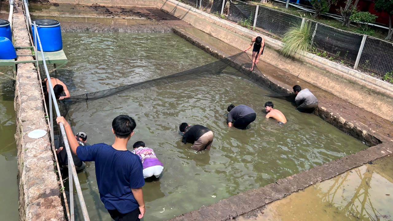 Tim Fishionary memanen ikan di kolam