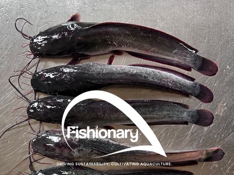 Lele Konsumsi Fishionary