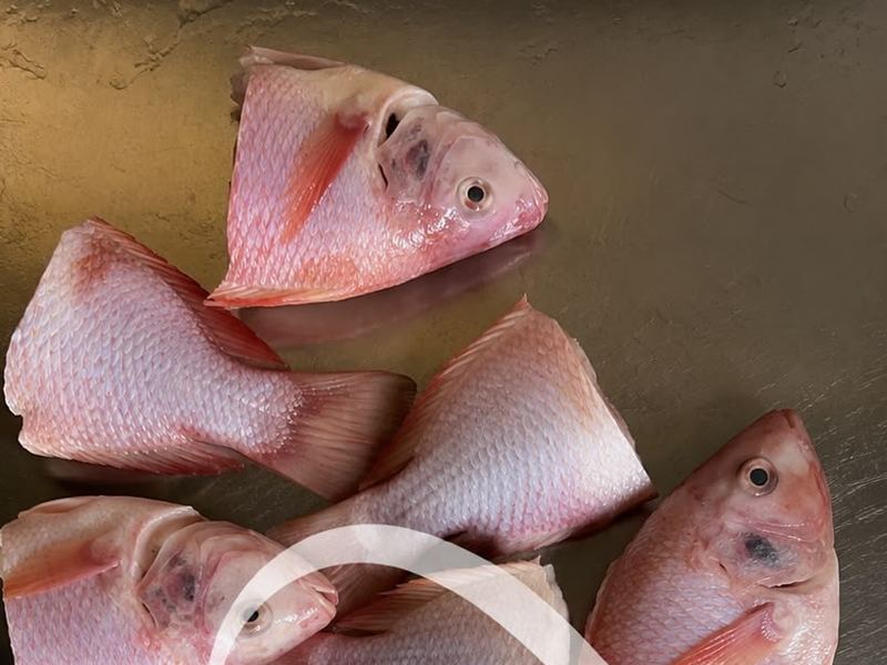 Nila Potong Fishionary